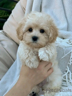 Zdjęcie №2 do zapowiedźy № 138217 na sprzedaż  maltipu - wkupić się USA hodowca