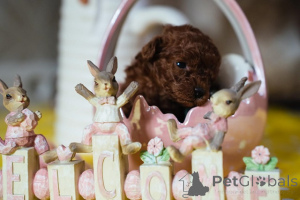 Zdjęcie №3. Czerwony Krasnolud pudel i makaron zabawkowy. Serbia