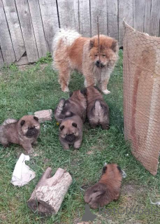 Zdjęcie №4. Sprzedam chow-chow w Šid.  - cena - negocjowane