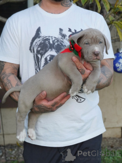 Zdjęcie №3. Poznaj Duke'a Delikatnego Strażnika o Złotym Sercu. Niemcy