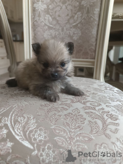 Zdjęcie №3. Niemiecki pomorski, Archie. Federacja Rosyjska