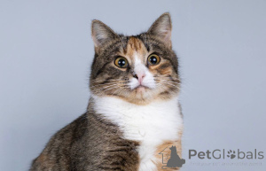 Zdjęcie №4. Sprzedam  w Chimki. prywatne ogłoszenie - cena - Bezpłatny