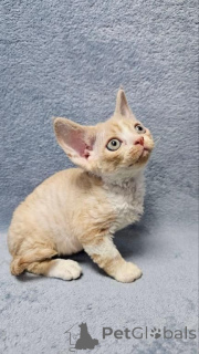 Zdjęcie №1. devon rex - na sprzedaż w Viehausen | 1674zł | Zapowiedź № 171024