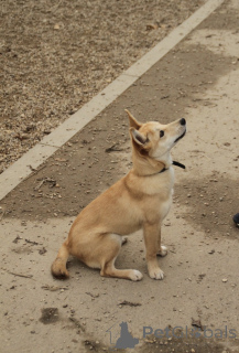 Zdjęcie №3. Do adopcji zostaje wspaniały 6-miesięczny szczeniak-lis.. Federacja Rosyjska