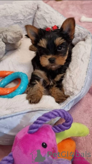 Zdjęcie №1. yorkshire terrier - na sprzedaż w Nowy Jork | 990zł | Zapowiedź №112309