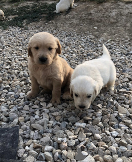 Zdjęcie №3. Szczeniaki Golden Retriever do adopcji. Niemcy