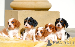 Zdjęcie №1. cavalier king charles spaniel - na sprzedaż w Vasa | 1435zł | Zapowiedź №167376