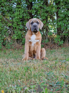 Zdjęcie №3. Cane Corso Italiano Puppies (FCI). Polska