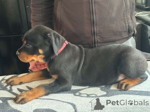 Zdjęcie №2 do zapowiedźy № 168900 na sprzedaż  rottweiler - wkupić się Finlandia 