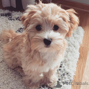 Zdjęcie №4. Sprzedam maltipu w Berlin. prywatne ogłoszenie, hodowca - cena - 3348zł