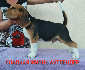Zdjęcie №1. beagle (rasa psa) - na sprzedaż w Magnitogorsk | 1815zł | Zapowiedź №2685