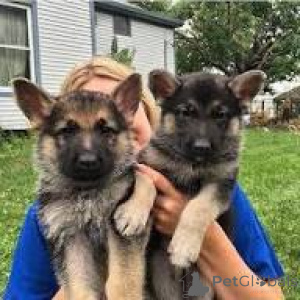 Zdjęcie №2 do zapowiedźy № 161880 na sprzedaż  owczarek niemiecki - wkupić się Belgia prywatne ogłoszenie, hodowca