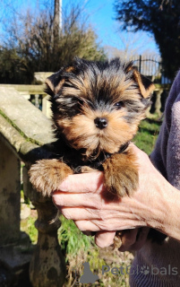 Zdjęcie №3. Szczeniak Yorkshire Terrier do adopcji. Belgia
