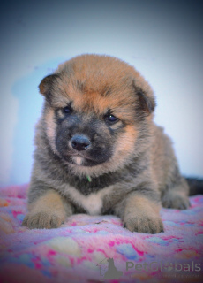 Zdjęcie №2 do zapowiedźy № 147046 na sprzedaż  shiba - wkupić się Serbia hodowca