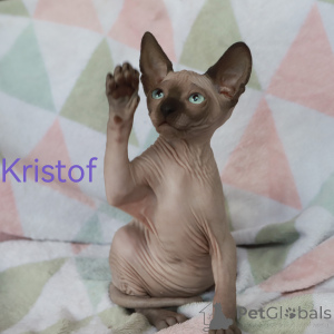 Zdjęcie №3. Kocięta kanadyjskiego sfinks. Łotwa