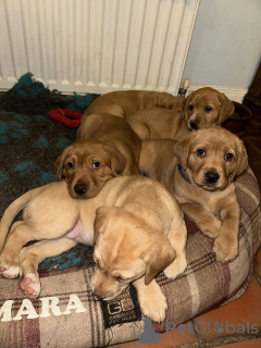 Zdjęcie №2 do zapowiedźy № 128728 na sprzedaż  labrador retriever - wkupić się USA prywatne ogłoszenie