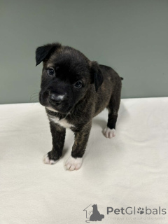 Zdjęcie №3. Urocze szczenięta border collie do adopcji. Polska