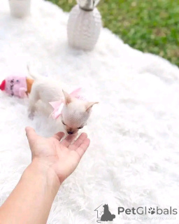 Zdjęcie №1. chihuahua (rasa psów) - na sprzedaż w Björkö | 3109zł | Zapowiedź №145385