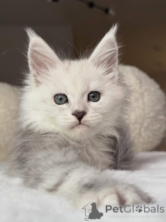 Zdjęcie №3. Kotek Maineoon. Wielka Brytania