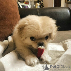 Zdjęcie №3. Piękny Miot Szczeniąt Pekińczyka. Polska