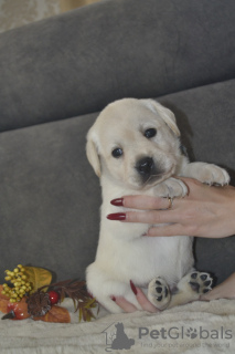 Dodatkowe zdjęcia: Labrador retriever