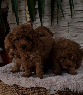 Zdjęcie №4. Sprzedam pudel (zabawka) w Vilovo. hodowca - cena - negocjowane