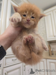 Zdjęcie №2 do zapowiedźy № 164176 na sprzedaż  maine coon - wkupić się Finlandia ze schronu