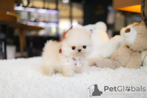 Zdjęcie №4. Sprzedam szpic miniaturowy w El Paso. hodowca - cena - negocjowane