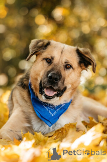 Zdjęcie №1. pies nierasowy - na sprzedaż w Rzeka Moskwa | Bezpłatny | Zapowiedź №156697