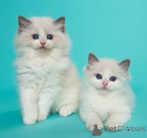 Zdjęcie №3. Chatons Ragdoll dostępne à la vente.. Belgia