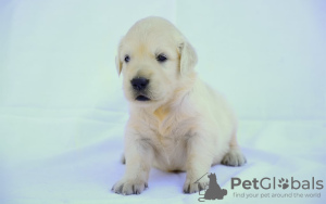 Zdjęcie №1. golden retriever - na sprzedaż w Berlin | 628zł | Zapowiedź №109279