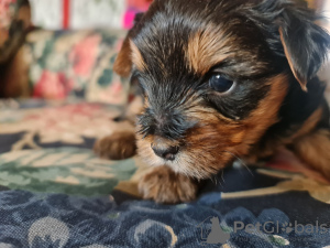 Zdjęcie №2 do zapowiedźy № 41081 na sprzedaż  pies nierasowy - wkupić się Polska hodowca