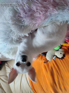 Zdjęcie №2 do zapowiedźy № 127182 na sprzedaż  chihuahua (rasa psów) - wkupić się Niemcy prywatne ogłoszenie