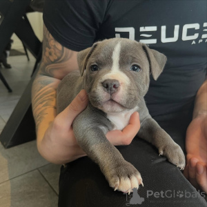 Zdjęcie №1. staffordshire bull terrier - na sprzedaż w Eindhoven | negocjowane | Zapowiedź №167036