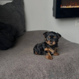 Zdjęcie №3. Szczeniak Yorkshire Terrier dostępny do adopcji. Niemcy