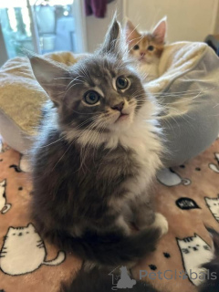 Zdjęcie №1. maine coon - na sprzedaż w Damüls | 1674zł | Zapowiedź № 171019