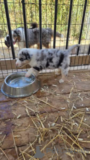 Zdjęcie №2 do zapowiedźy № 163077 na sprzedaż  border collie - wkupić się USA hodowca
