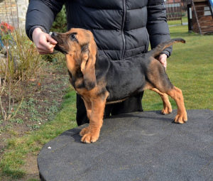 Zdjęcie №4. Sprzedam bloodhound w Мариямполе. od żłobka, hodowca - cena - negocjowane