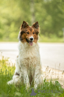 Zdjęcie №1. pies nierasowy - na sprzedaż w Москва | Bezpłatny | Zapowiedź №143762