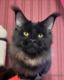 Zdjęcie №4. Sprzedam maine coon w Dejret. prywatne ogłoszenie - cena - negocjowane