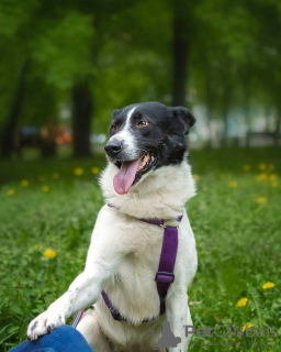 Zdjęcie №1. pies nierasowy - na sprzedaż w Москва | Bezpłatny | Zapowiedź №53708