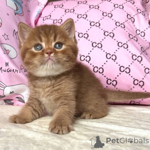 Zdjęcie №2 do zapowiedźy № 160391 na sprzedaż  kot brytyjski krótkowłosy - wkupić się Niemcy prywatne ogłoszenie