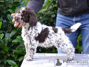 Zdjęcie №1. lagotto romagnolo - na sprzedaż w Kragujevac | negocjowane | Zapowiedź №157437