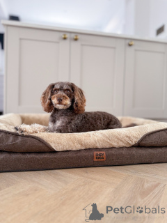 Zdjęcie №2 do zapowiedźy № 156414 na sprzedaż  labradoodle - wkupić się Luksemburg prywatne ogłoszenie