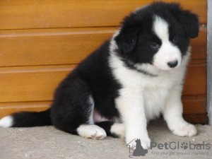 Zdjęcie №1. border collie - na sprzedaż w Tegernsee | 1465zł | Zapowiedź №119005