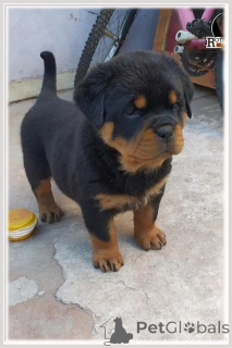 Zdjęcie №3. Sprzedam szczenięta rottweilera. Holandia