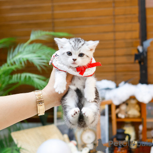 Zdjęcie №1. munchkin - na sprzedaż w Paryż | 1674zł | Zapowiedź № 164490