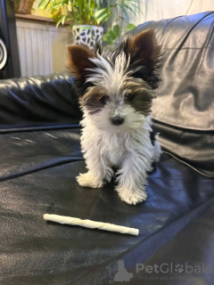 Zdjęcie №1. yorkshire terrier - na sprzedaż w Paryż | negocjowane | Zapowiedź №126827