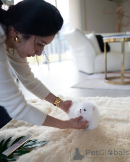 Zdjęcie №3. Красивые щенки померанского шпица доступны. Federacja Rosyjska