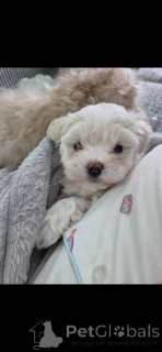 Zdjęcie №2 do zapowiedźy № 164587 na sprzedaż  maltipu - wkupić się USA prywatne ogłoszenie